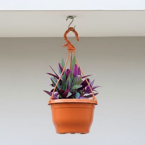Rhoeo / Durangi Bicolour in 7 Inch Terracotta Red Premium Evara Hanging Plastic Pot