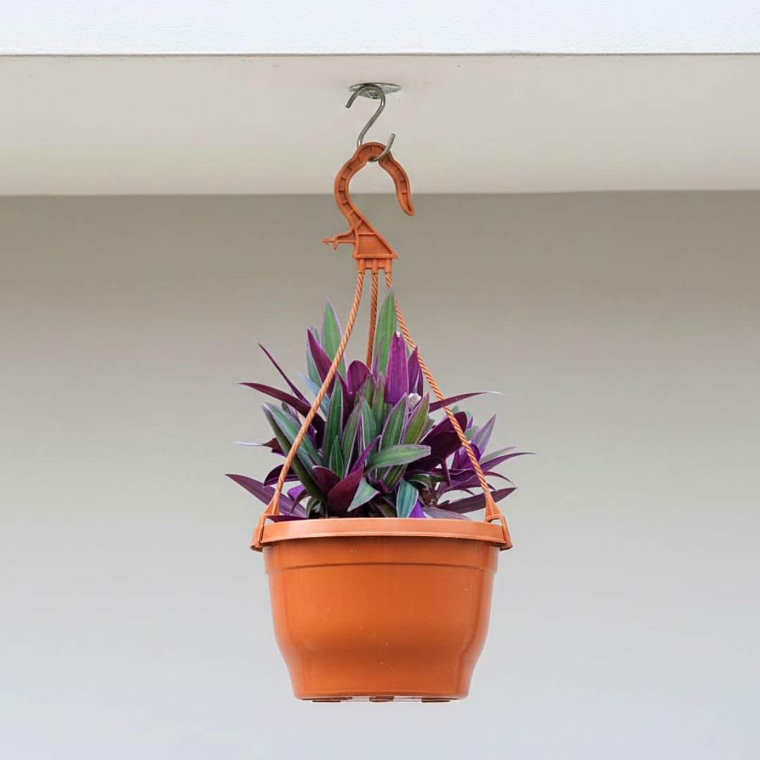 Rhoeo / Durangi Bicolour in 7 Inch Terracotta Red Premium Evara Hanging Plastic Pot