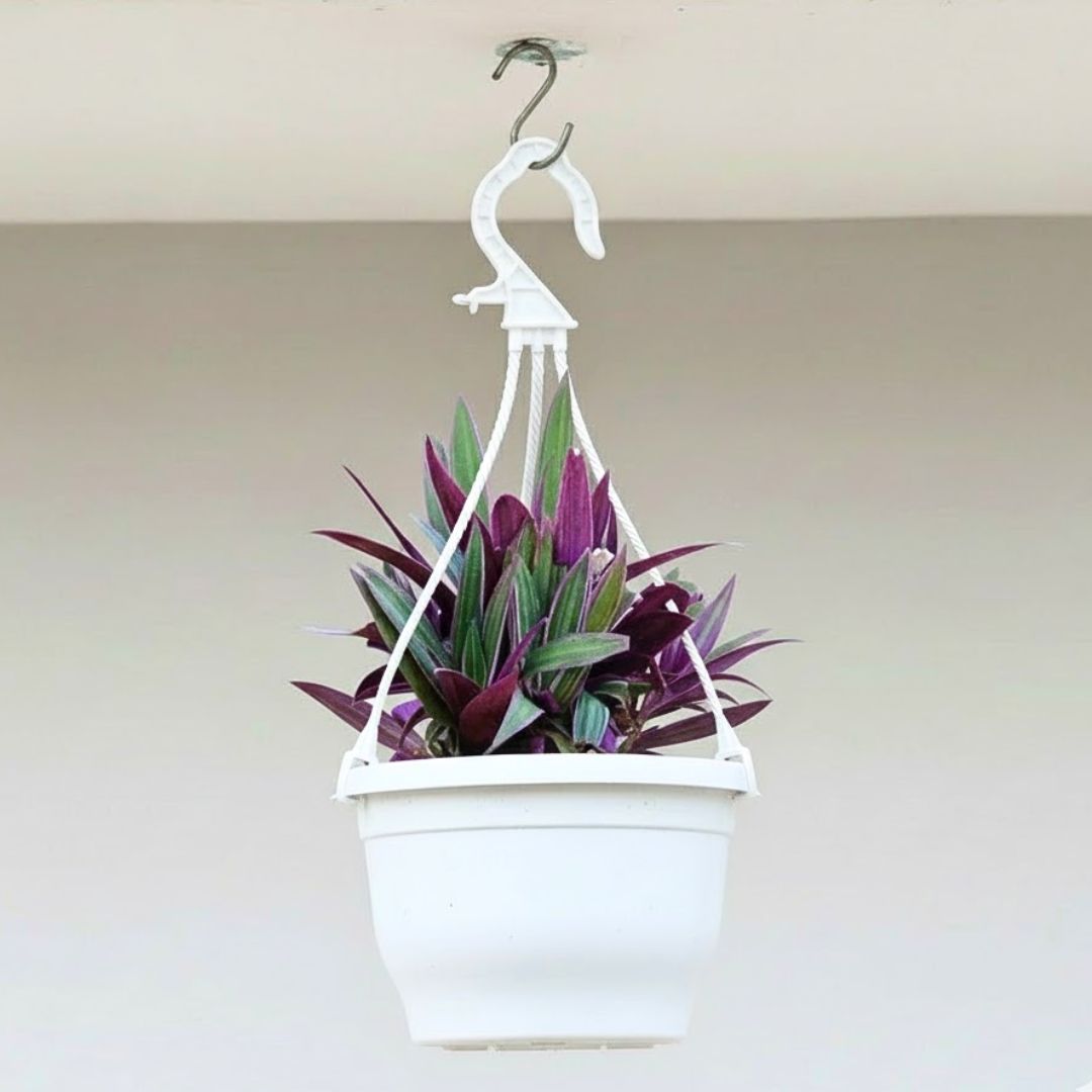 Rhoeo / Durangi Bicolour in 7 Inch White Premium Evara Hanging Plastic Pot