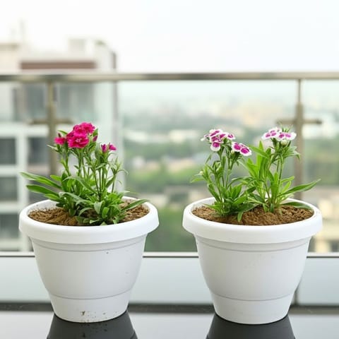 Set of 2 -  Dianthus (Any Colour) in 8 Inch White Classy Plastic Pot