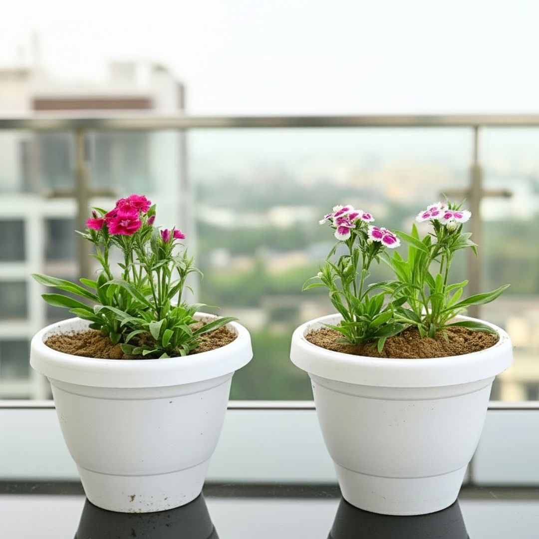 Set of 2 -  Dianthus (Any Colour) in 8 Inch White Classy Plastic Pot