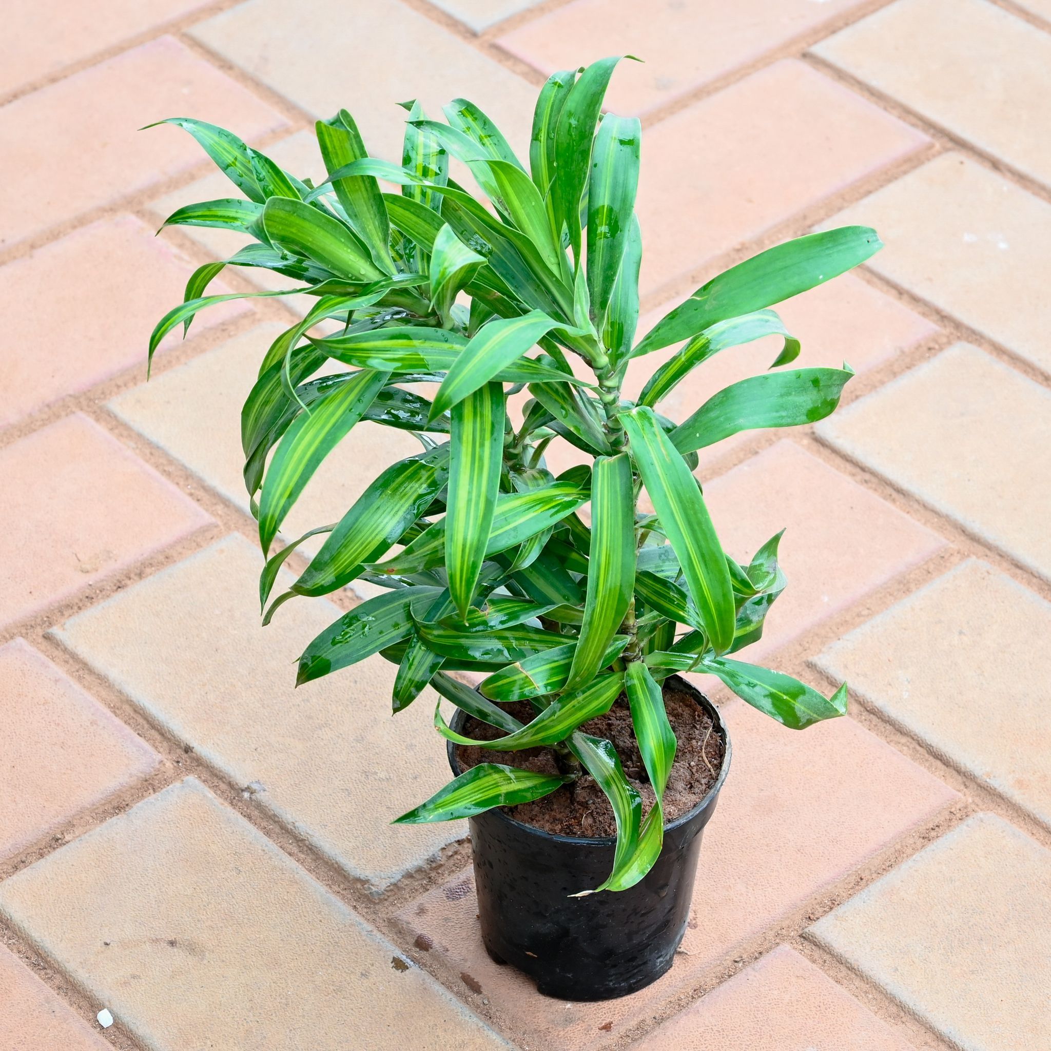 Song of India Green in 6 Inch Nursery Pot