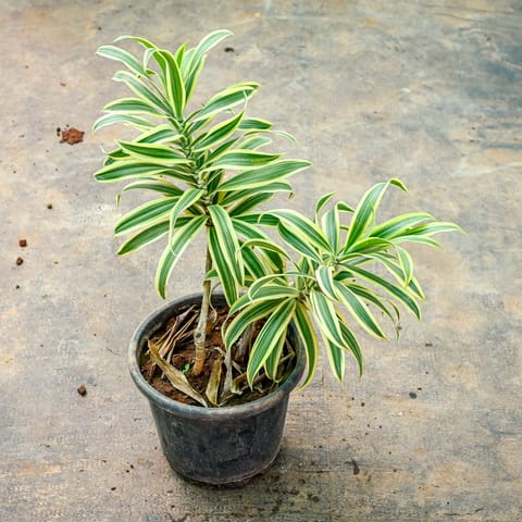 Song of India in 8 Inch Nursery Pot