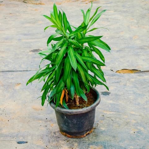 Song of India Green in 8 Inch Nursery Pot