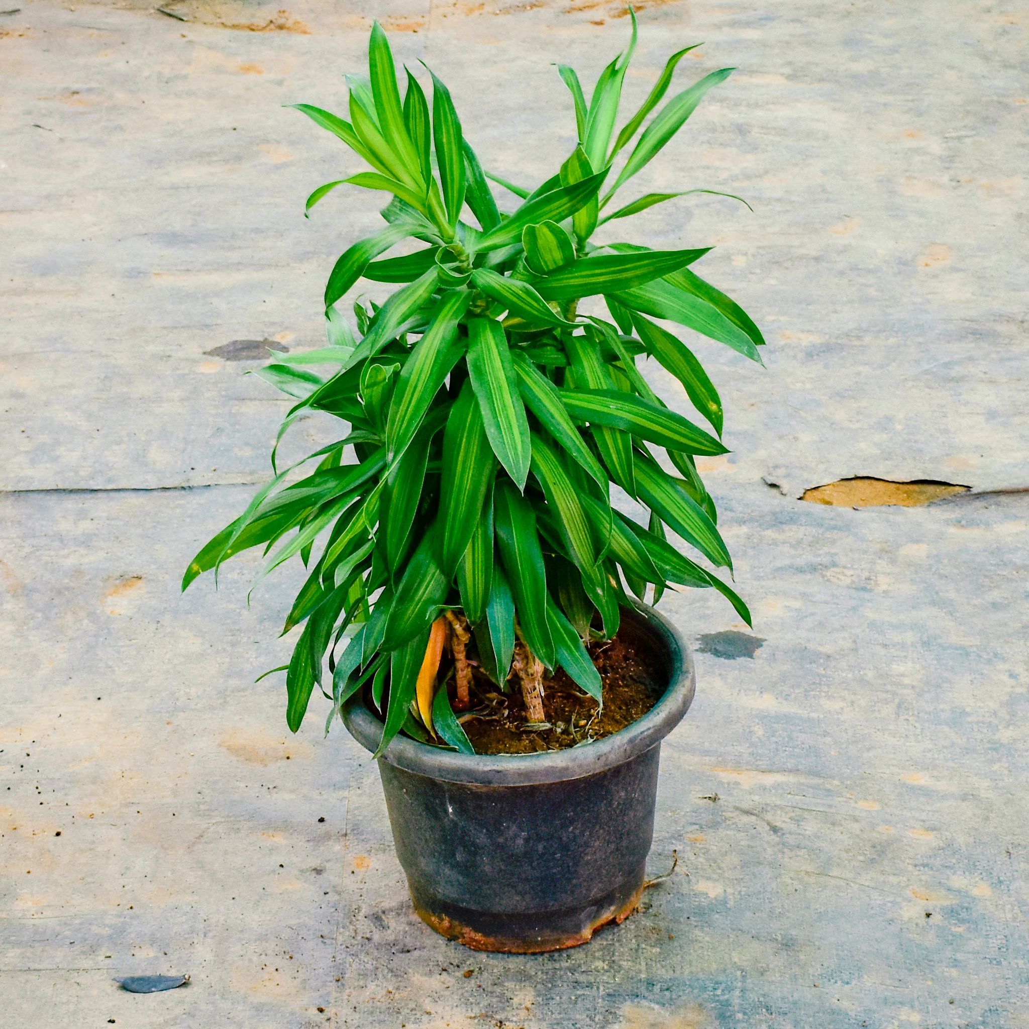 Song of India Green in 8 Inch Nursery Pot