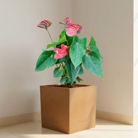Anthurium Red in 8 X 8 Inch Sandstone Premium Kyvos Fiberglass Planter