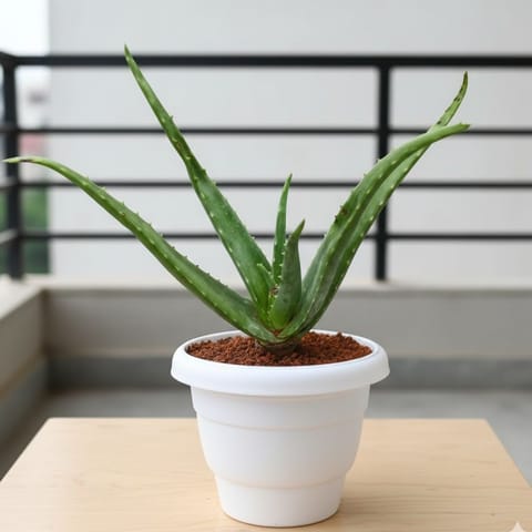 Aloe Vera in 8 Inch White Classy Plastic Pot