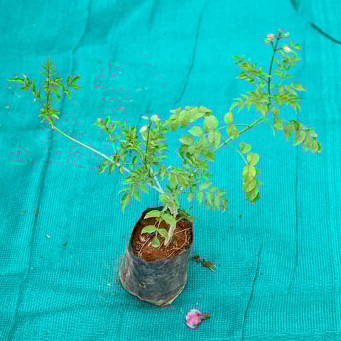 Tecoma (Any Colour) in 4 Inch Nursery Bag