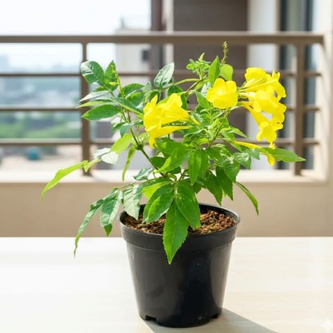 Tecoma Yellow in 4 Inch Nursery Pot