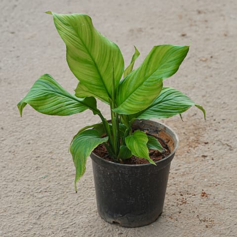 Peace Lily in 6 Inch Nursery Pot