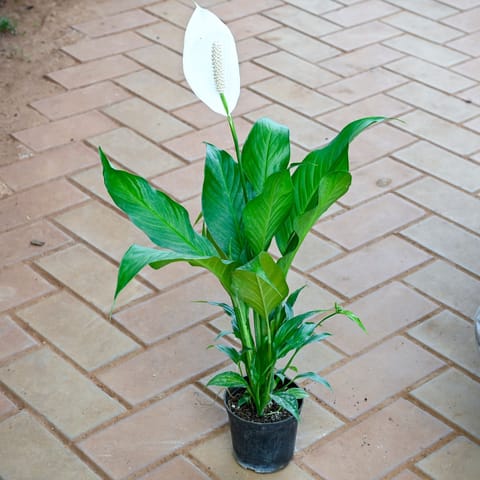 Peace Lily (Blooming) in 4 Inch Nursery Pot