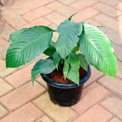 Peace Lily in 10 Inch Nursery Pot