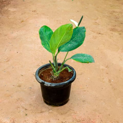 Peace Lily (Blooming) in 10 Inch Nursery Pot