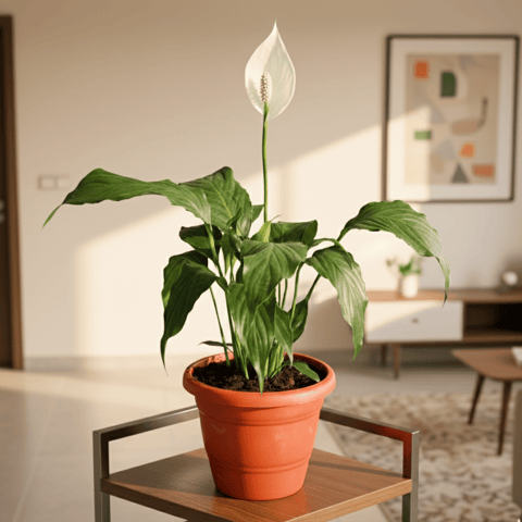 Peace Lily (Blooming) in 8 Inch Terracotta Red Classy Plastic Pot