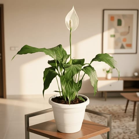Peace Lily (Blooming) in 8 Inch White Classy Plastic Pot