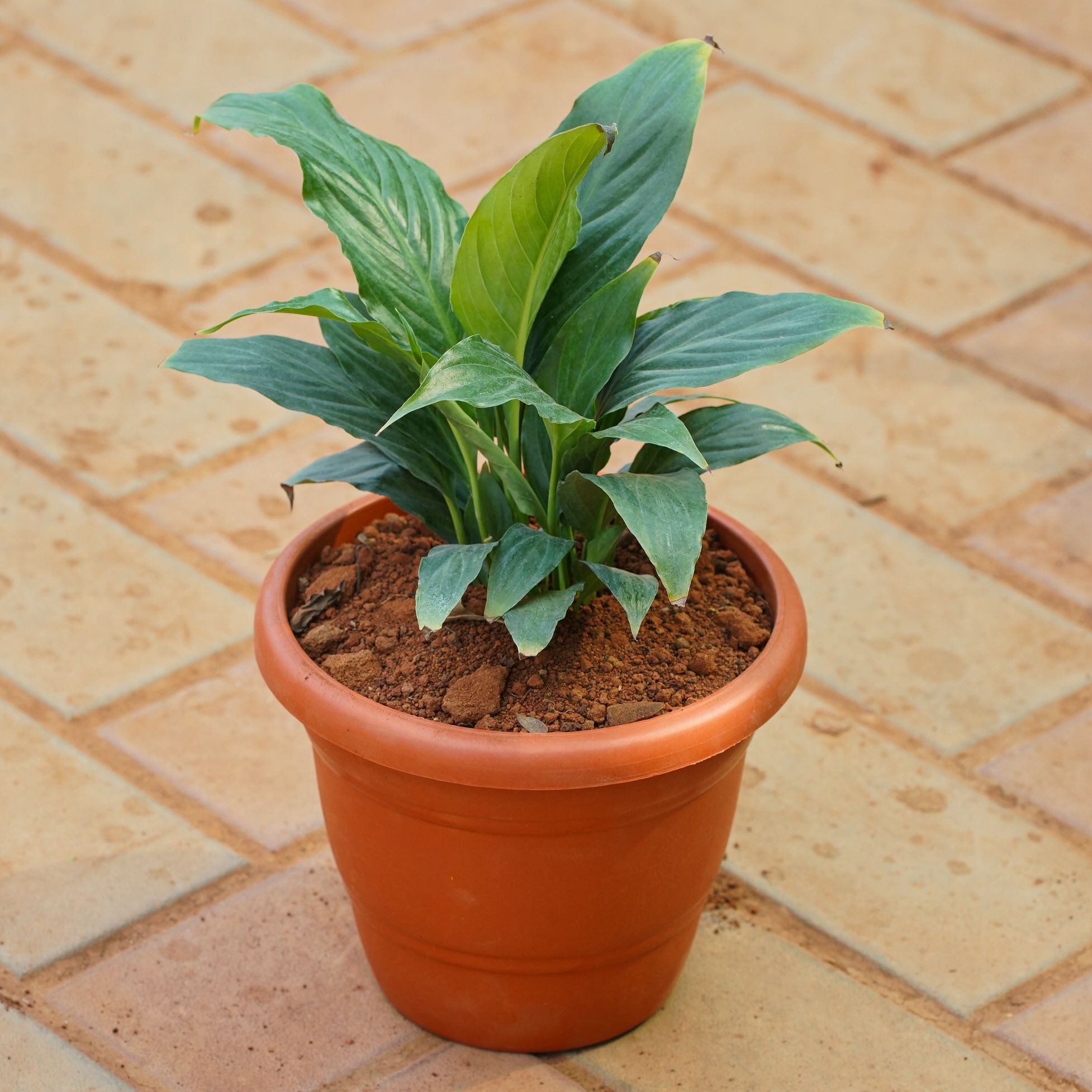 Peace Lily in 8 Inch Terracotta Red Classy Plastic Pot