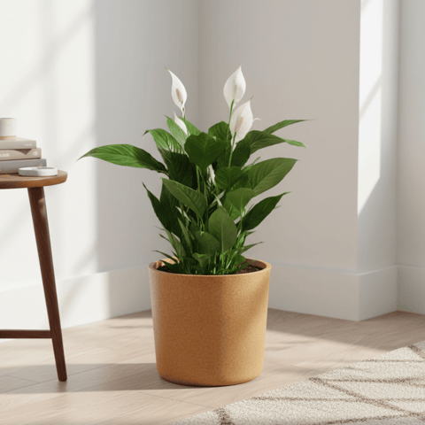 Peace Lily (Blooming) in 11 X 11 Inch Sandstone Premium Dochieo Fiberglass Planter