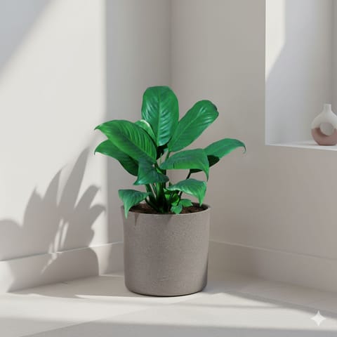 Peace Lily in 11 X 11 Inch Grey Premium Dochieo Fiberglass Planter