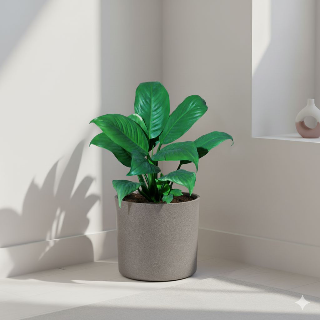 Peace Lily in 11 X 11 Inch Grey Premium Dochieo Fiberglass Planter