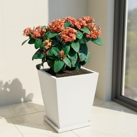 Ixora Red in 12 X 10 Inch White Premium Blaze Fiberglass Planter