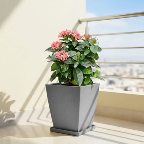 Ixora Pink in 12 X 10 Inch Grey Premium Blaze Fiberglass Planter