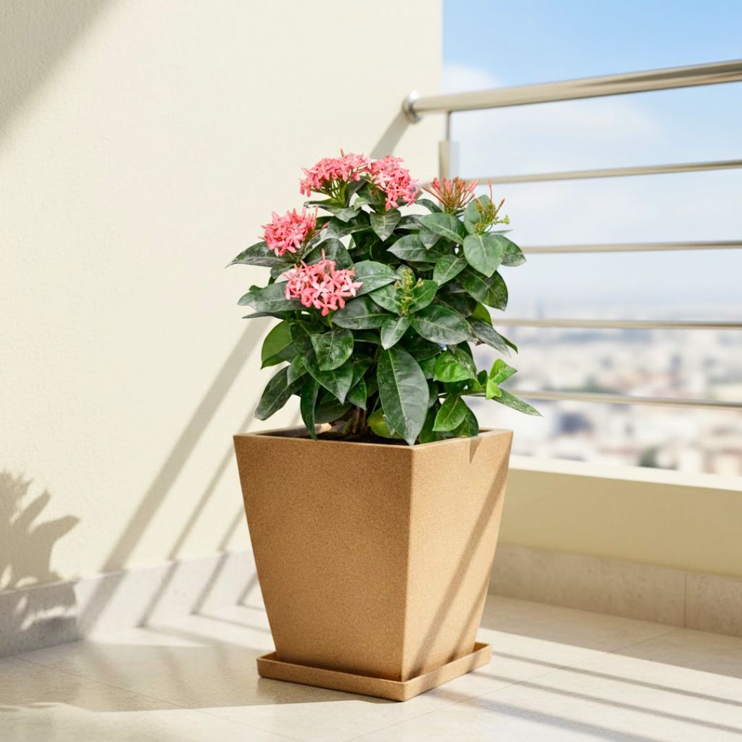 Ixora Pink in 12 X 10 Inch Sandstone Premium Blaze Fiberglass Planter