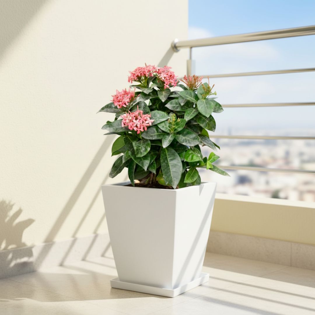 Ixora Pink in 12 X 10 Inch White Premium Blaze Fiberglass Planter