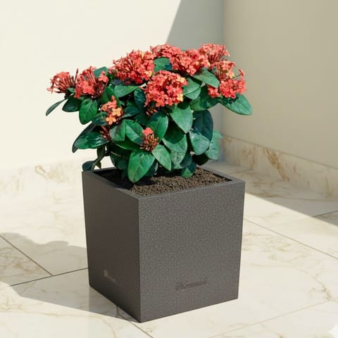 Ixora Red in 8 X 8 Inch Grey Premium Kyvos Fiberglass Planter