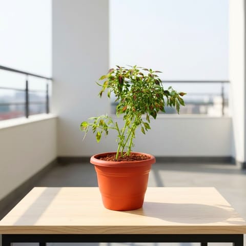 Coleus Small Leaf in 8 Inch Terracotta Red Classy Plastic Pot