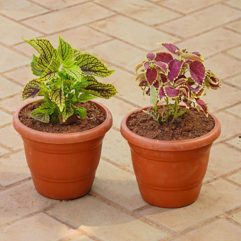Set of 2 - Coleus (Any Colour) in 8 Inch Terracotta Red Classy Plastic Pot