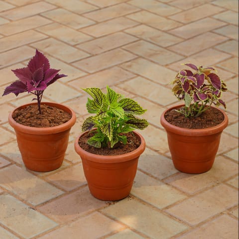 Set of 3 - Coleus (Any Colour) in 8 Inch Terracotta Red Classy Plastic Pot