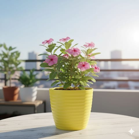 Periwinkle / Sadabahar / Vinca Pink in 5 Inch Bloom Yellow Avora Premium Plastic Planter