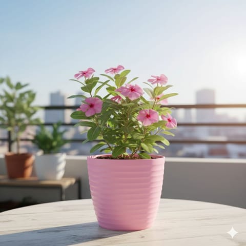 Periwinkle / Sadabahar / Vinca Pink in 5 Inch Candy-Blush Pink Avora Premium Plastic Planter