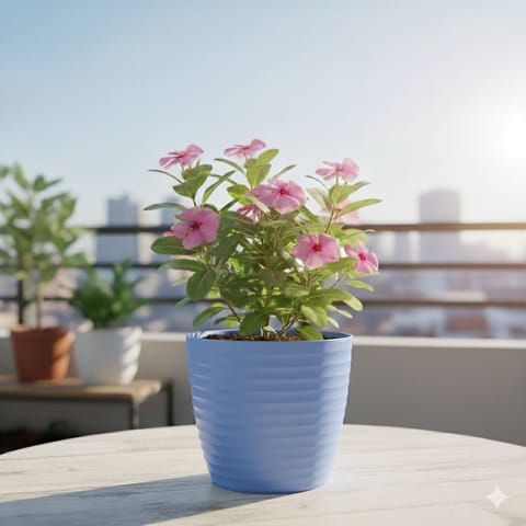 Periwinkle / Sadabahar / Vinca Pink in 5 Inch Elvan Blue Avora Premium Plastic Planter