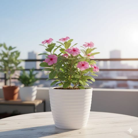 Periwinkle / Sadabahar / Vinca Pink in 5 Inch White Avora Premium Plastic Planter
