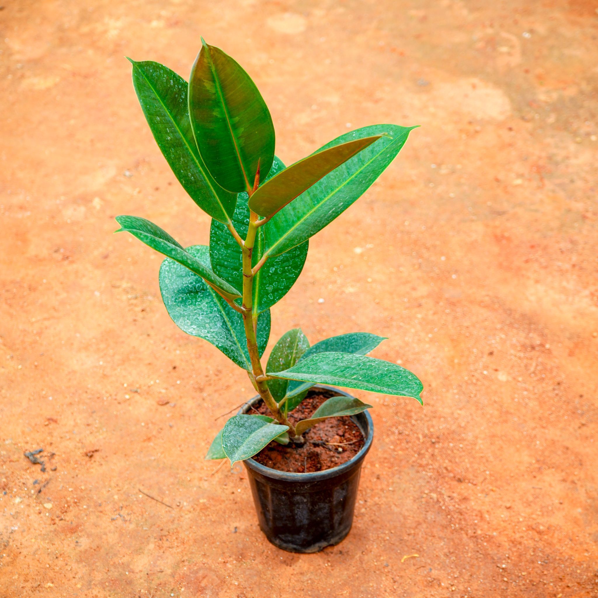 Rubber Green in 6 Inch Nursery Pot