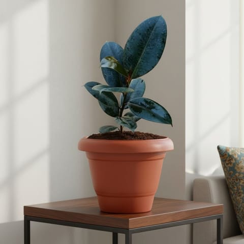 Rubber Black in 10 Inch Terracotta Red Classy Plastic Pot