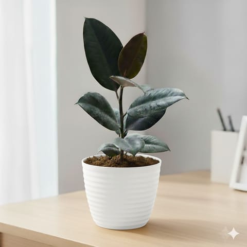 Rubber Black in 5 Inch White Avora Premium Plastic Planter