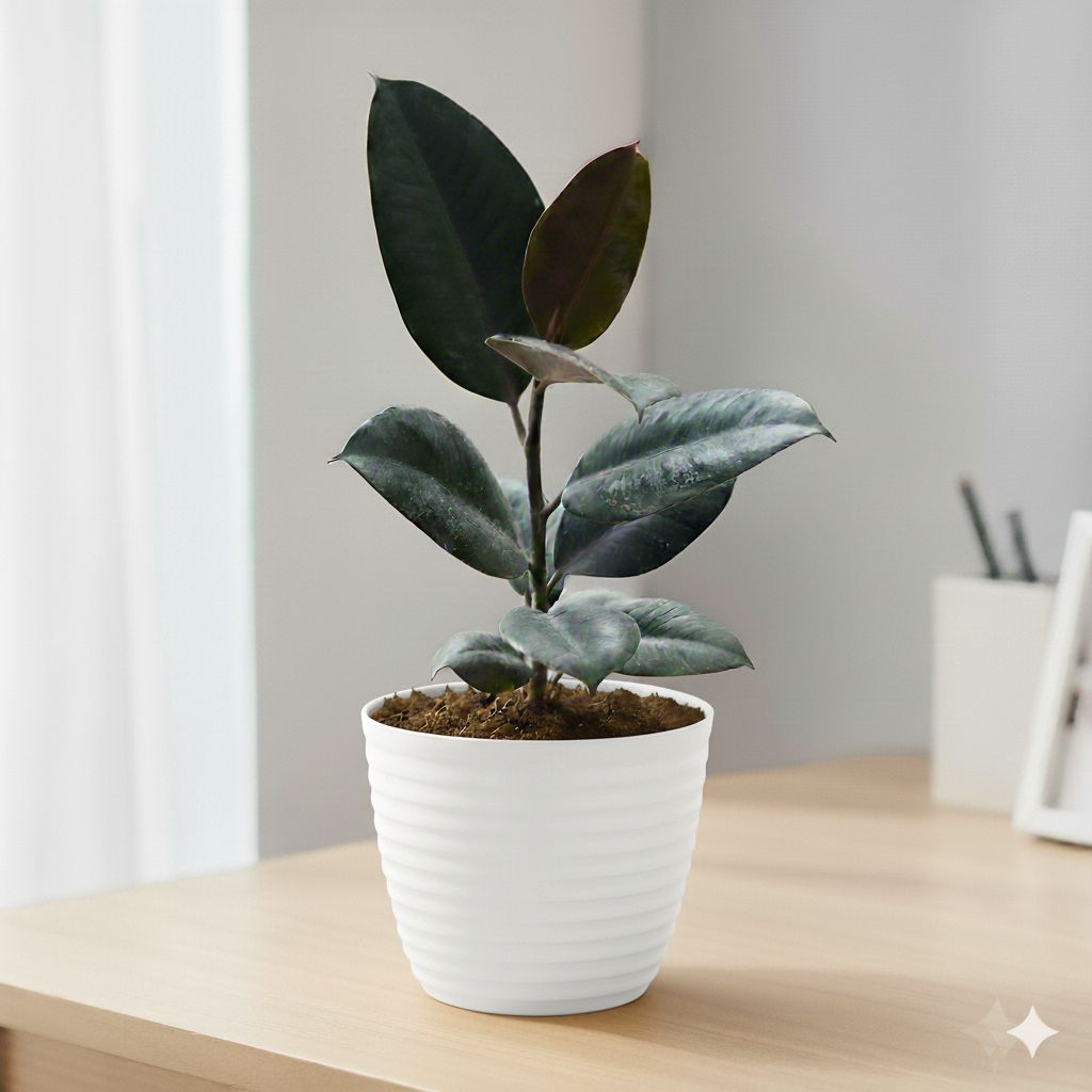 Rubber Black in 5 Inch White Avora Premium Plastic Planter