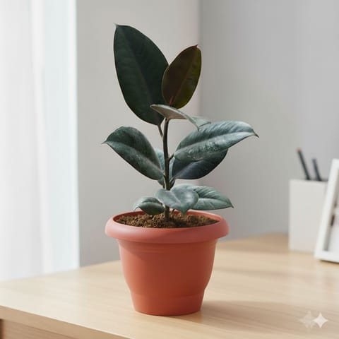 Rubber Black in 8 Inch Terracotta Red Classy Plastic Pot