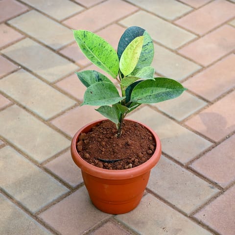 Rubber Variegated Green in 8 Inch Terracotta Red Classy Plastic Pot