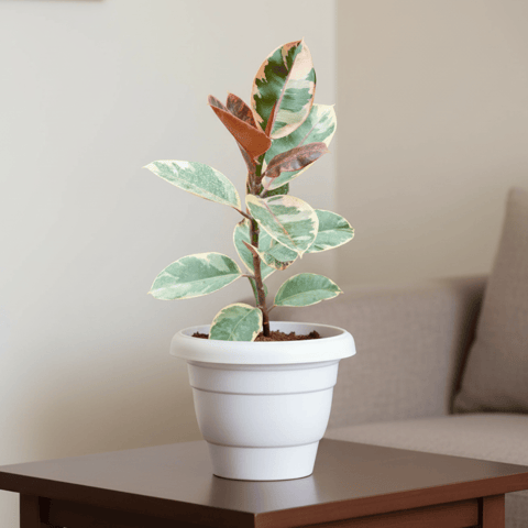 Rubber Variegated Pink in 8 Inch White Classy Plastic Pot