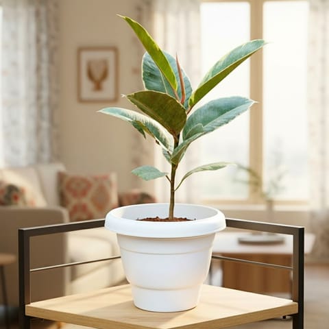 Rubber Variegated White in 8 Inch White Classy Plastic Pot