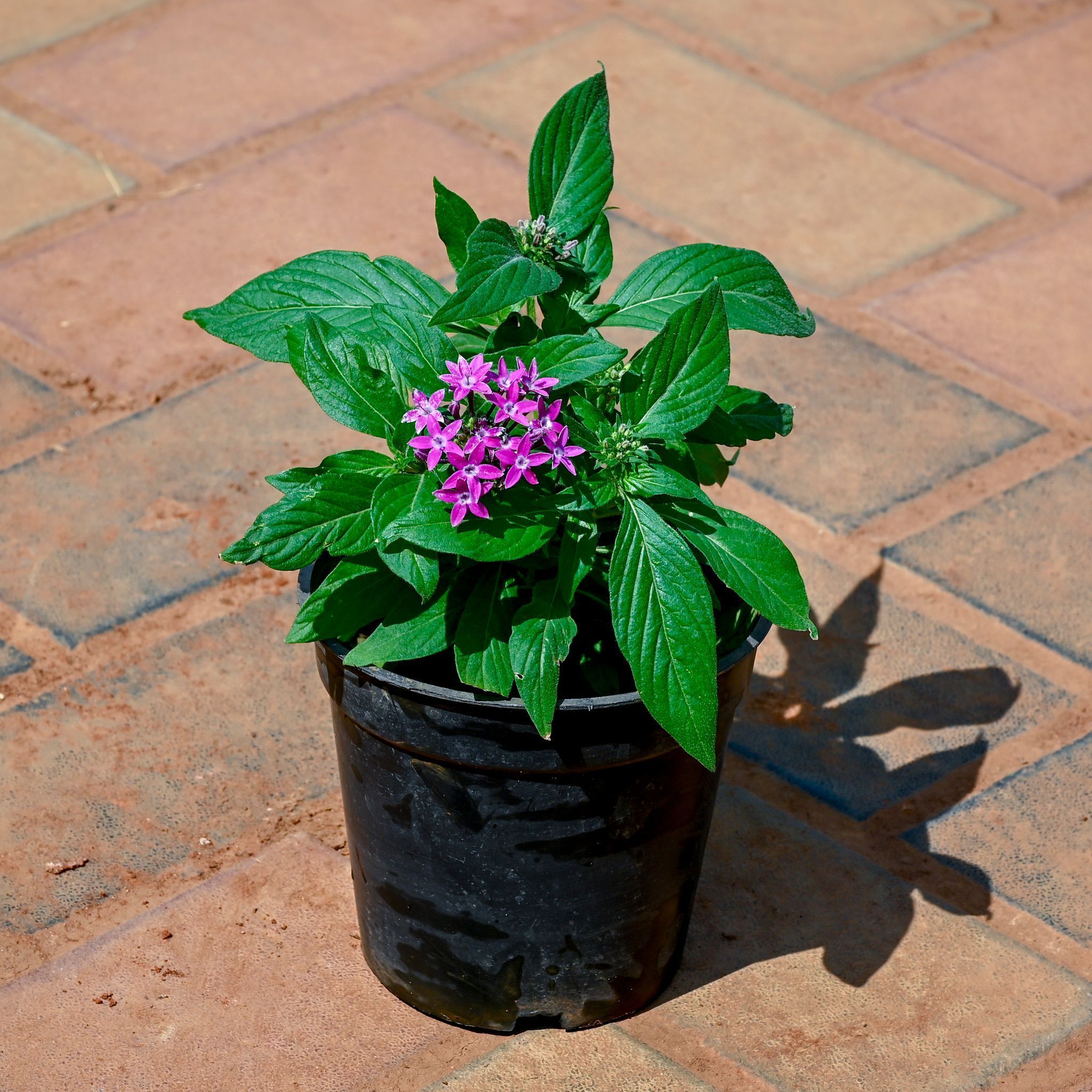 Pentas (Any Colour) in 4 Inch Nursery Pot