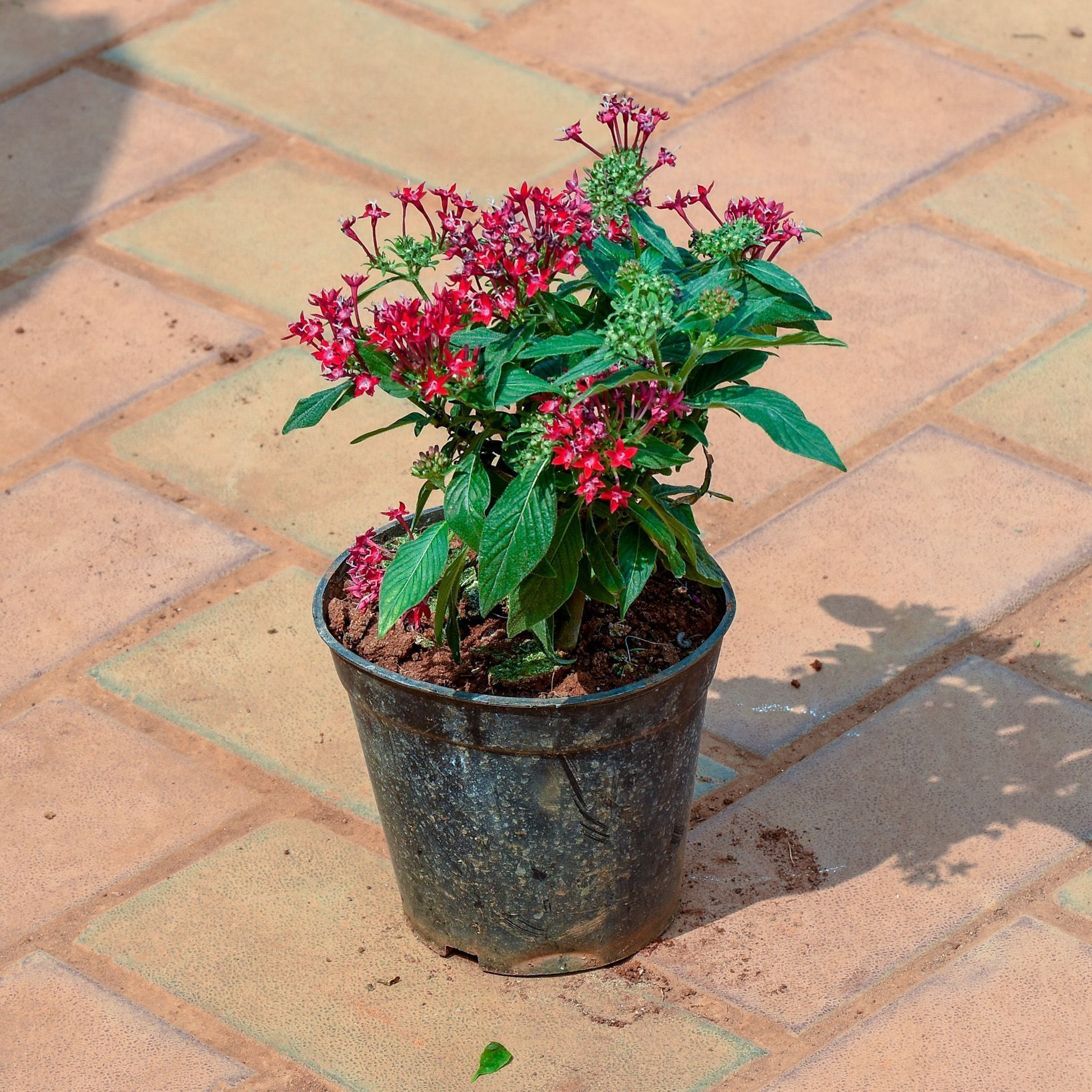 Pentas Red in 4 Inch Nursery Pot