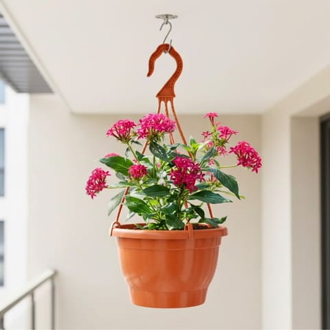 Pentas (Any Colour) in 7 Inch Terracotta Red Premium Evara Hanging Plastic Pot