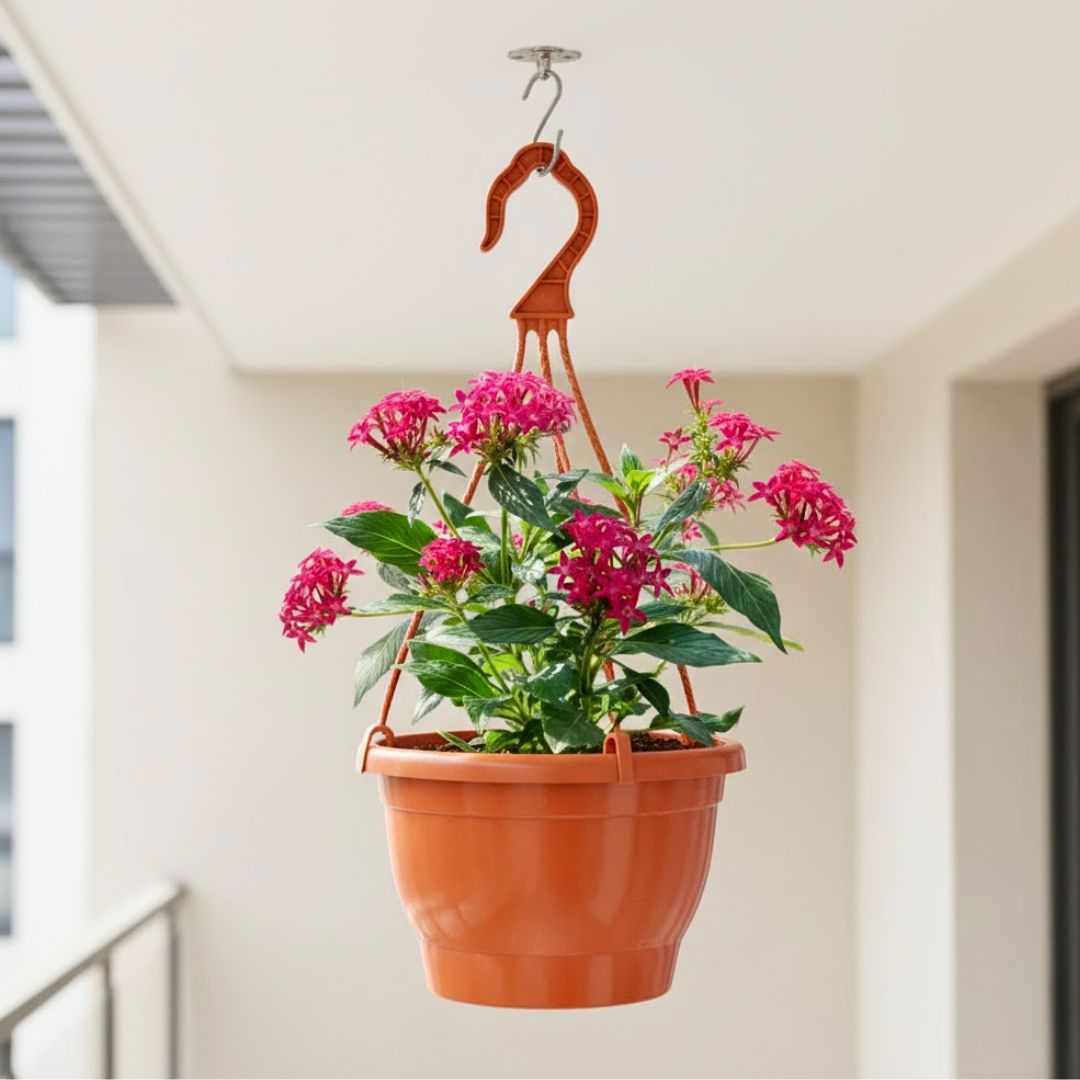 Pentas (Any Colour) in 7 Inch Terracotta Red Premium Evara Hanging Plastic Pot