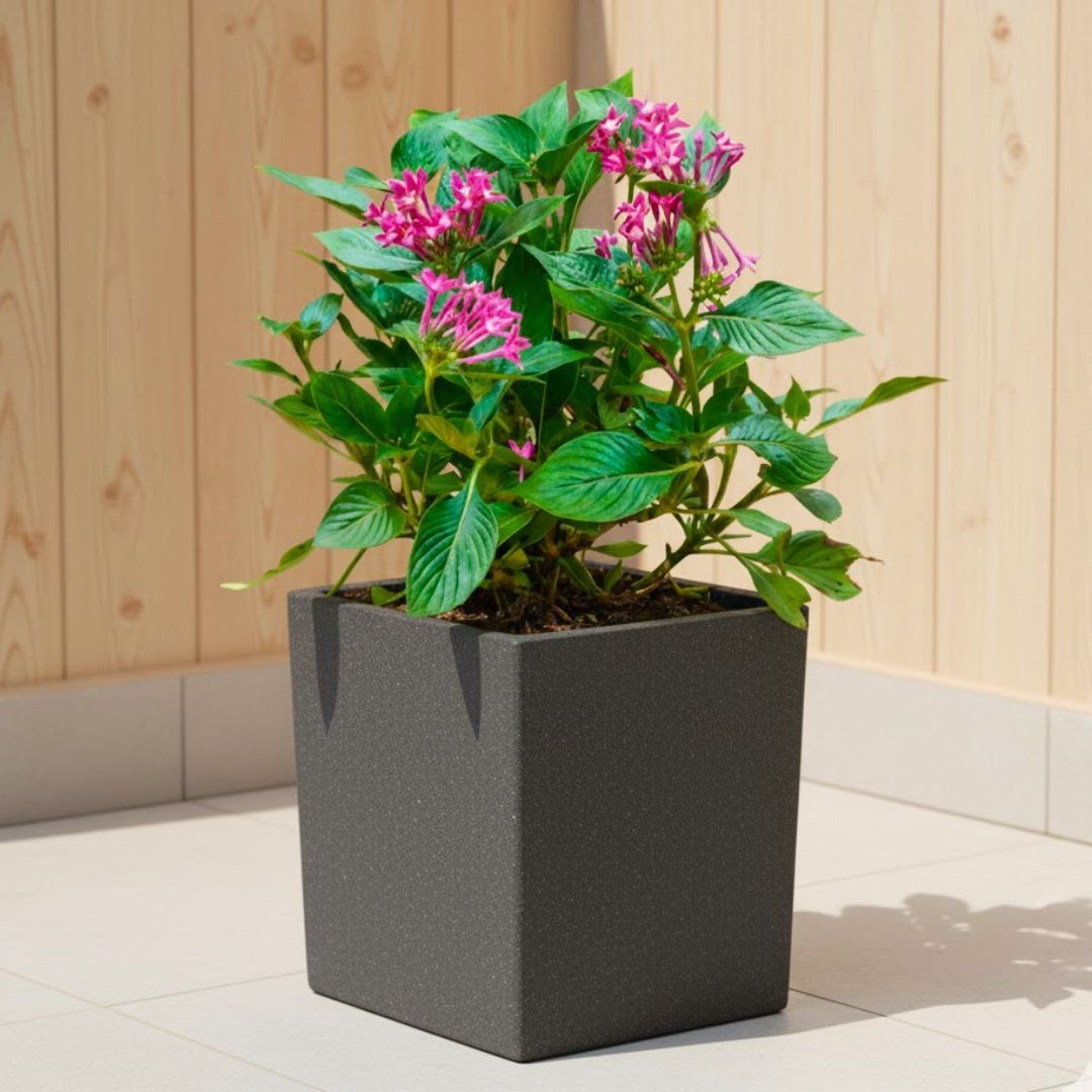 Pentas Pink in 8 X 8 Inch Grey Premium Kyvos Fiberglass Planter