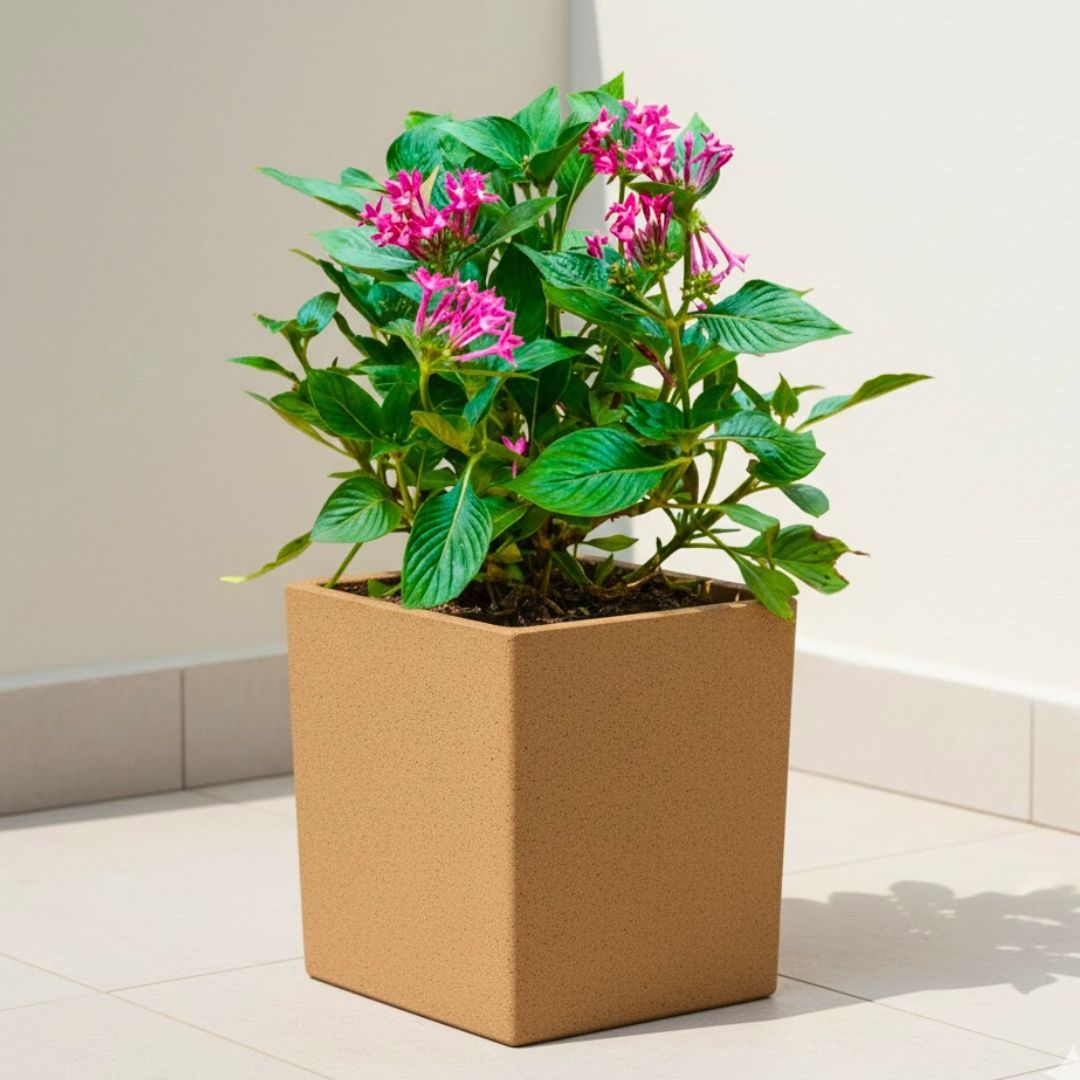 Pentas Pink in 8 X 8 Inch Sandstone Premium Kyvos Fiberglass Planter