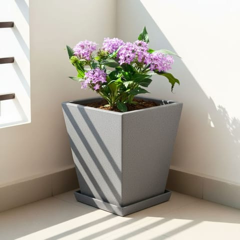 Pentas Purple in 12 X 10 Inch Grey Premium Blaze Fiberglass Planter